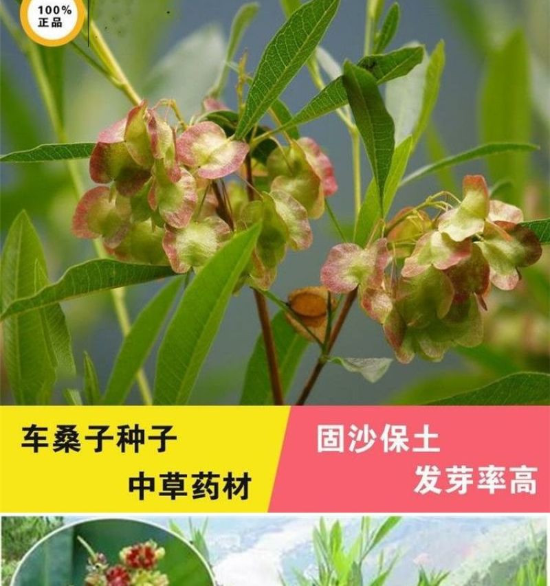 车桑子厂家货源批发价格全国发货价格便宜欢迎下单咨询一下