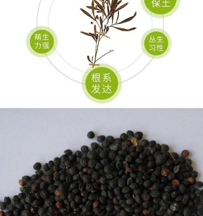 车桑子厂家货源批发价格全国发货价格便宜欢迎下单咨询一下