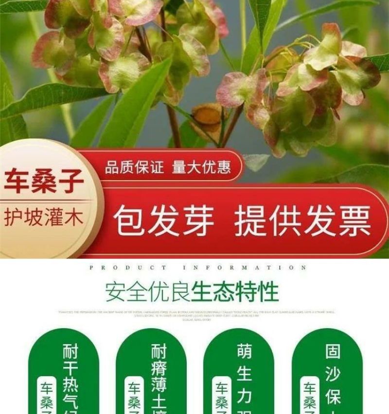 车桑子厂家货源批发价格全国发货价格便宜欢迎下单咨询一下