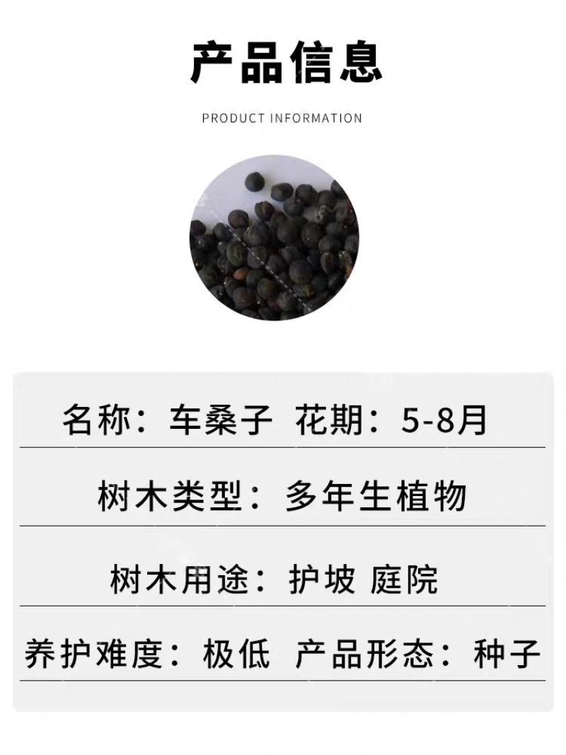车桑子厂家货源批发价格全国发货价格便宜欢迎下单咨询一下