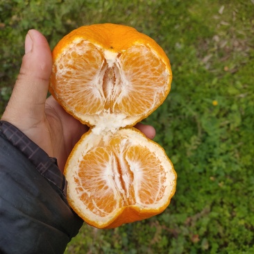 耙耙柑高次