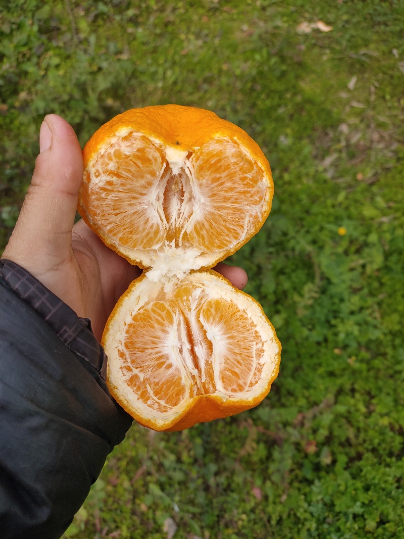 耙耙柑高次