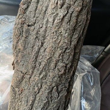 优质杜仲皮，陕西秦岭北坡，纯自然环境生长。品质保证。