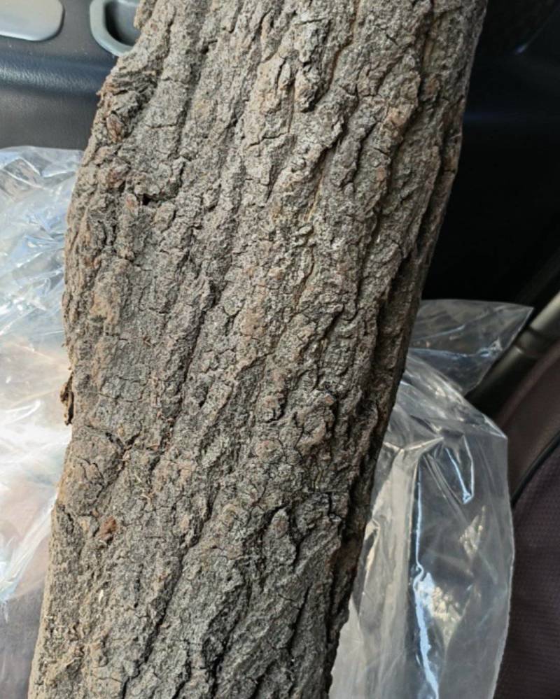 优质杜仲皮，陕西秦岭北坡，纯自然环境生长。品质保证。