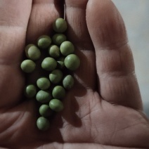 双青豆，生豆芽菜，货源充足量大从优欢迎致电咨询
