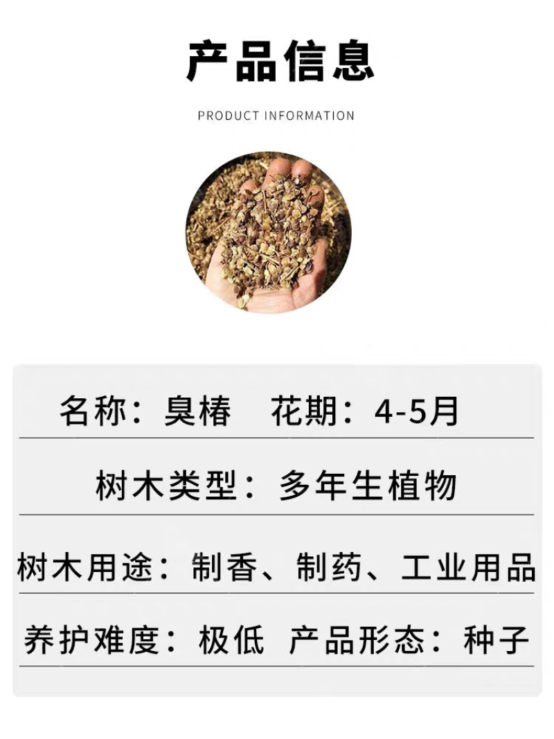 臭椿厂家货源批发价格全国发货价格便宜欢迎下单咨询