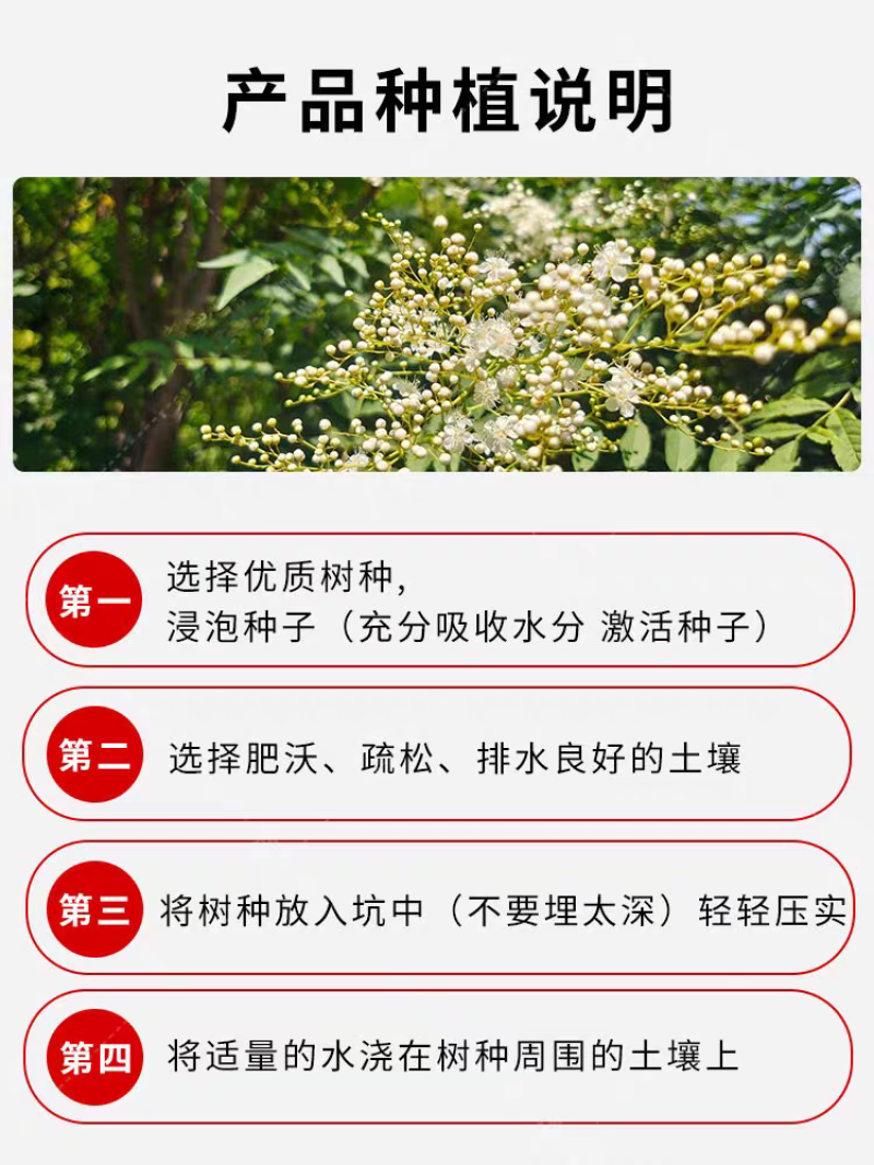 臭椿厂家货源批发价格全国发货价格便宜欢迎下单咨询