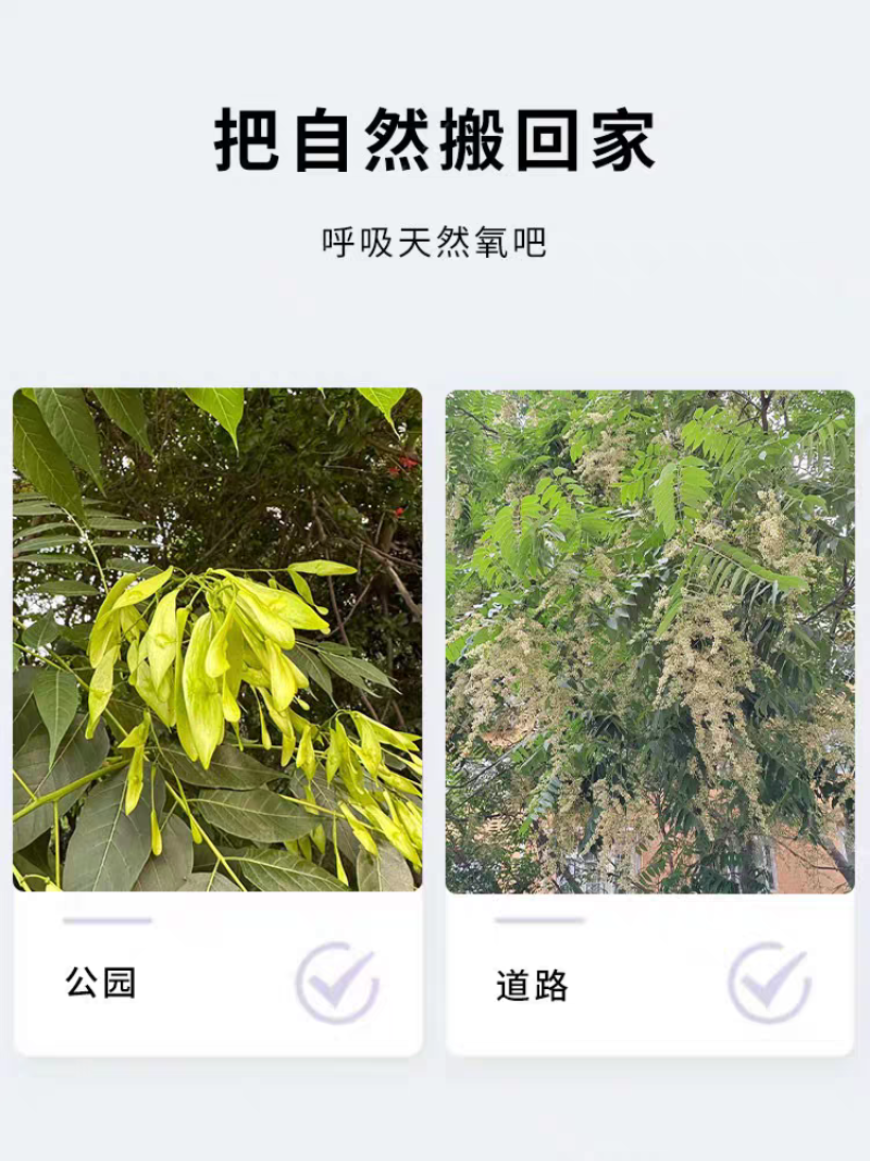 臭椿厂家货源批发价格全国发货价格便宜欢迎下单咨询