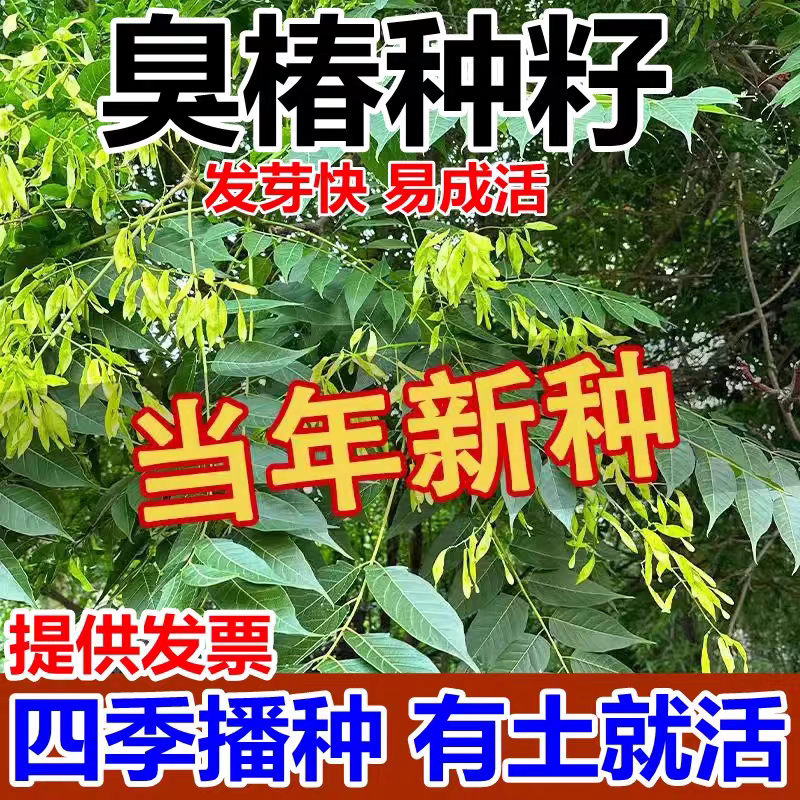 臭椿厂家货源批发价格全国发货价格便宜欢迎下单咨询