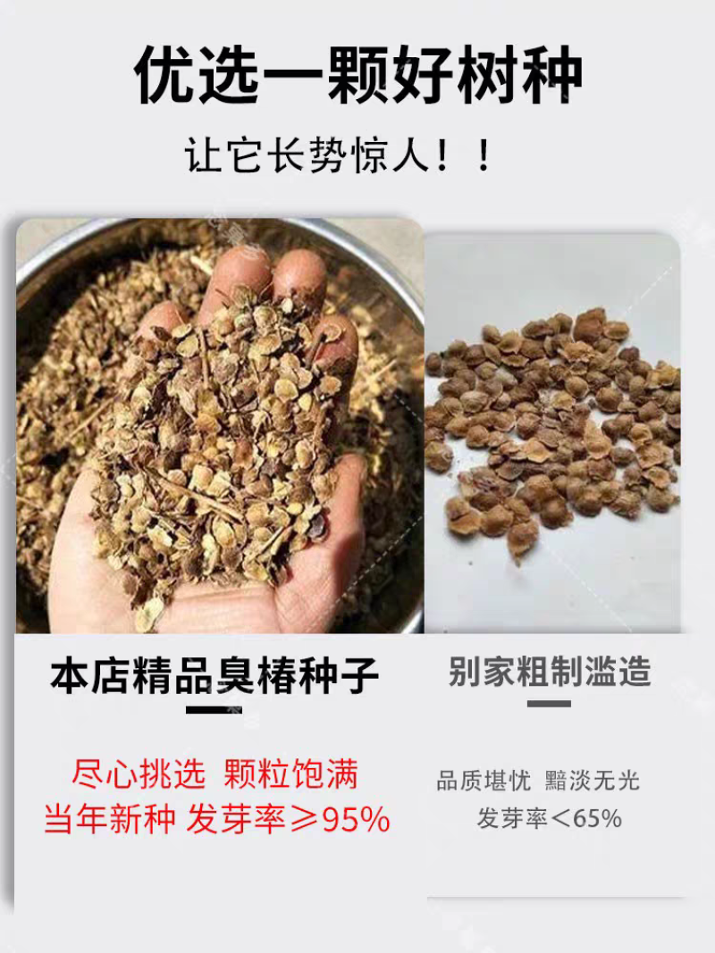 臭椿厂家货源批发价格全国发货价格便宜欢迎下单咨询