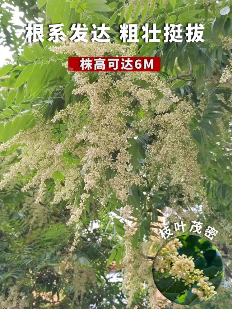 臭椿厂家货源批发价格全国发货价格便宜欢迎下单咨询