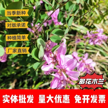 多花木兰厂家货源批发价格全国发货价格便宜欢迎下单咨询