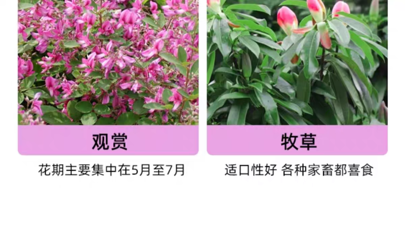 多花木兰厂家货源批发价格全国发货价格便宜欢迎下单咨询
