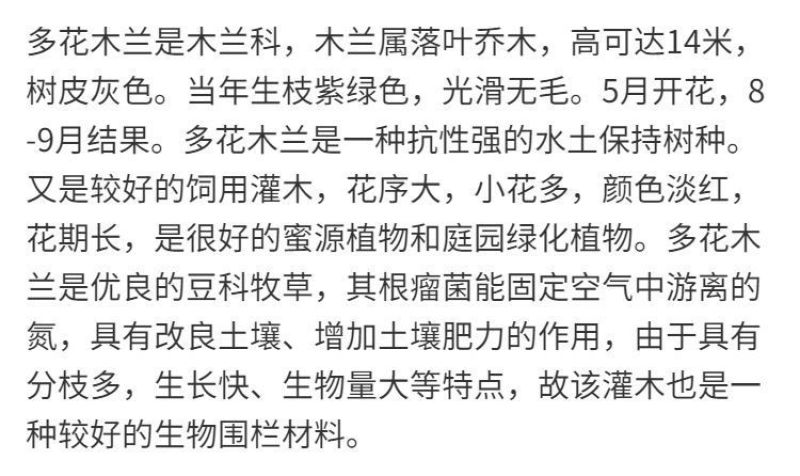 多花木兰厂家货源批发价格全国发货价格便宜欢迎下单咨询