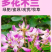 多花木兰厂家货源批发价格全国发货价格便宜欢迎下单咨询