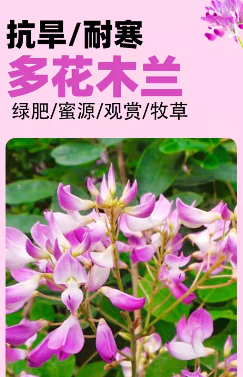 多花木兰厂家货源批发价格全国发货价格便宜欢迎下单咨询