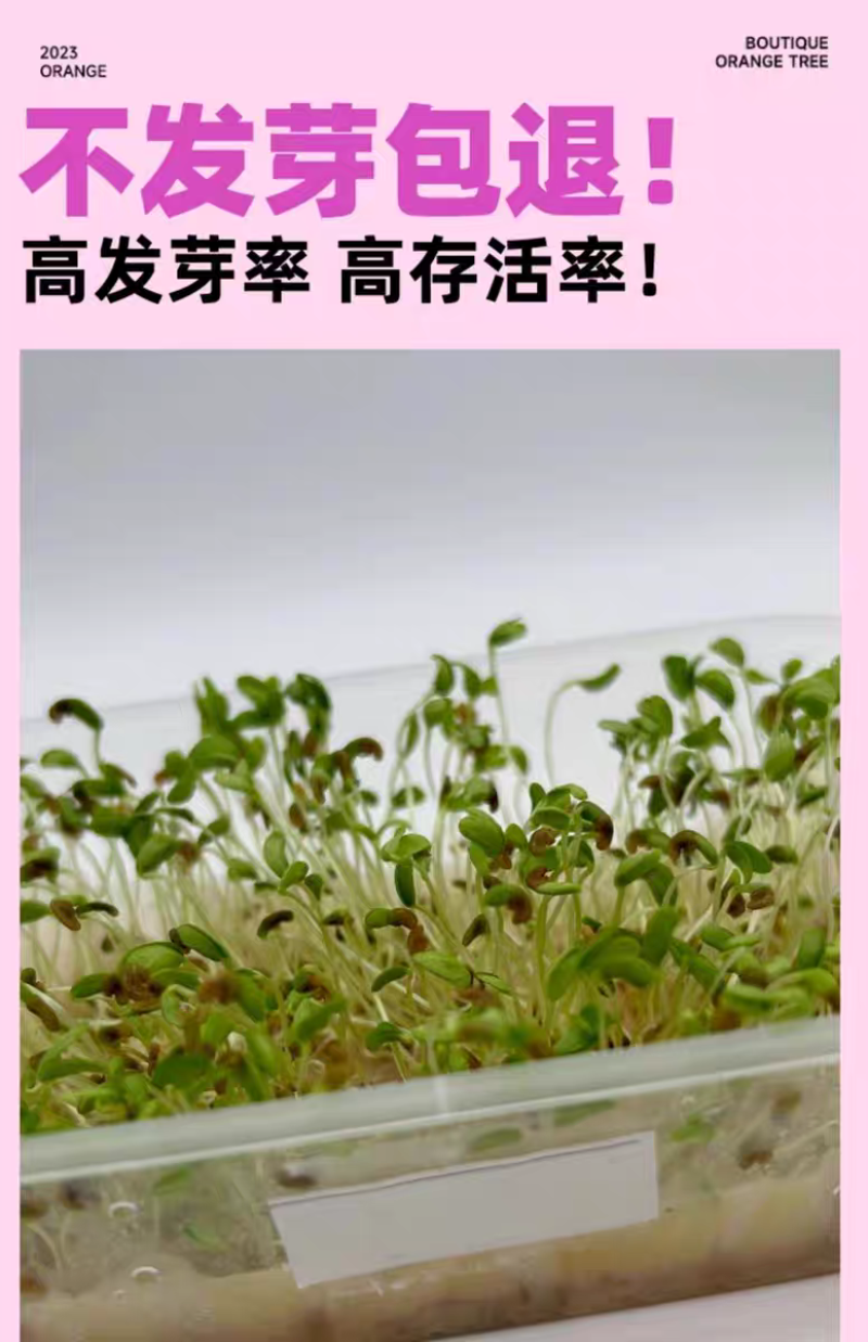 多花木兰厂家货源批发价格全国发货价格便宜欢迎下单咨询