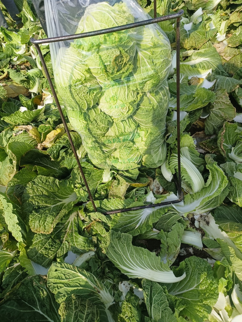 精品黄心白菜大量供应对接商超市场电商欢迎来电洽谈