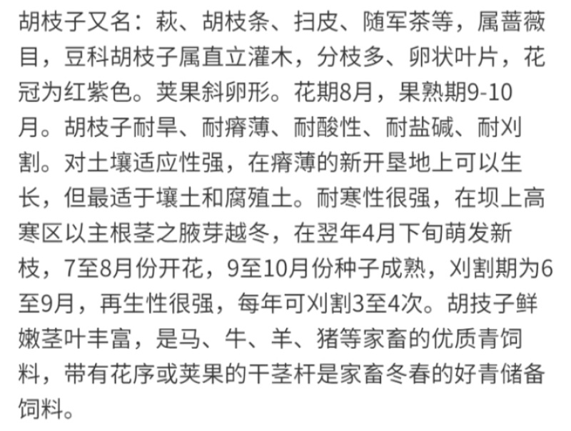 胡枝子厂家货源批发价格全国发货价格便宜欢迎下单咨询