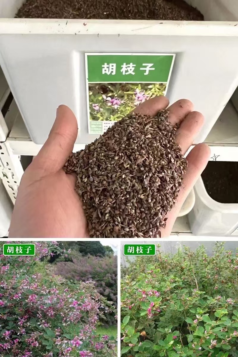 胡枝子厂家货源批发价格全国发货价格便宜欢迎下单咨询