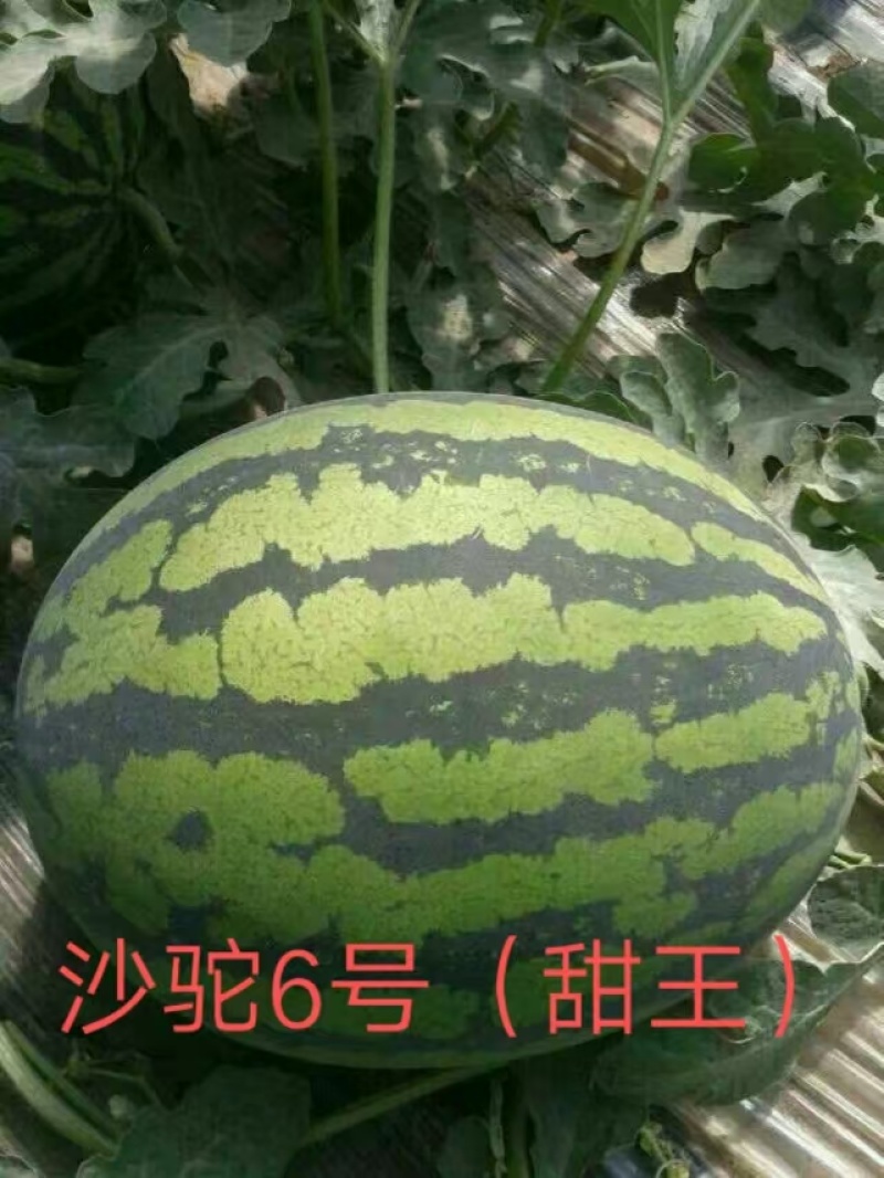 甜王西瓜种子甜王~沙驼6号.懒汉含糖量高，大果，耐重茬