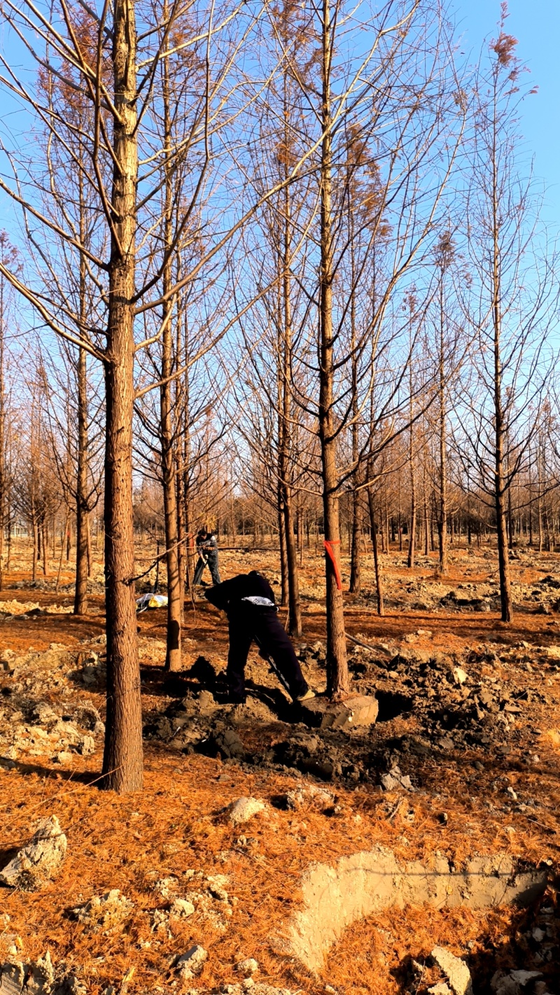水杉3一20公分水杉树,池杉,中山杉,落羽杉各种规格杉树