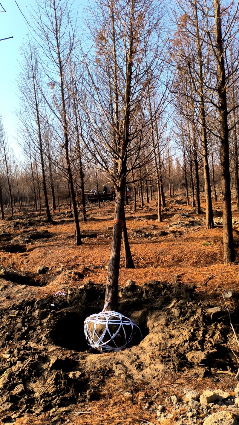 水杉3一20公分水杉树,池杉,中山杉,落羽杉各种规格杉树