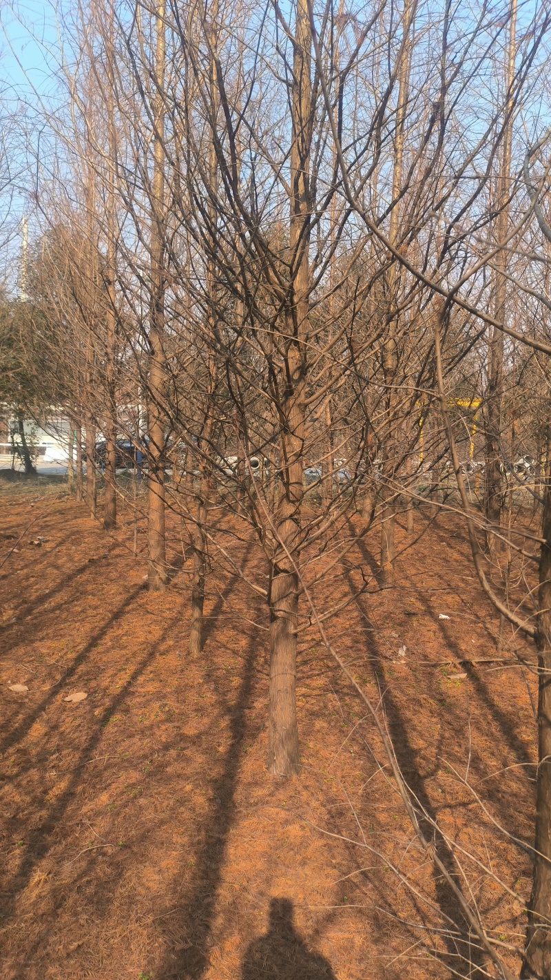 水杉3一20公分水杉树,池杉,中山杉,落羽杉各种规格杉树