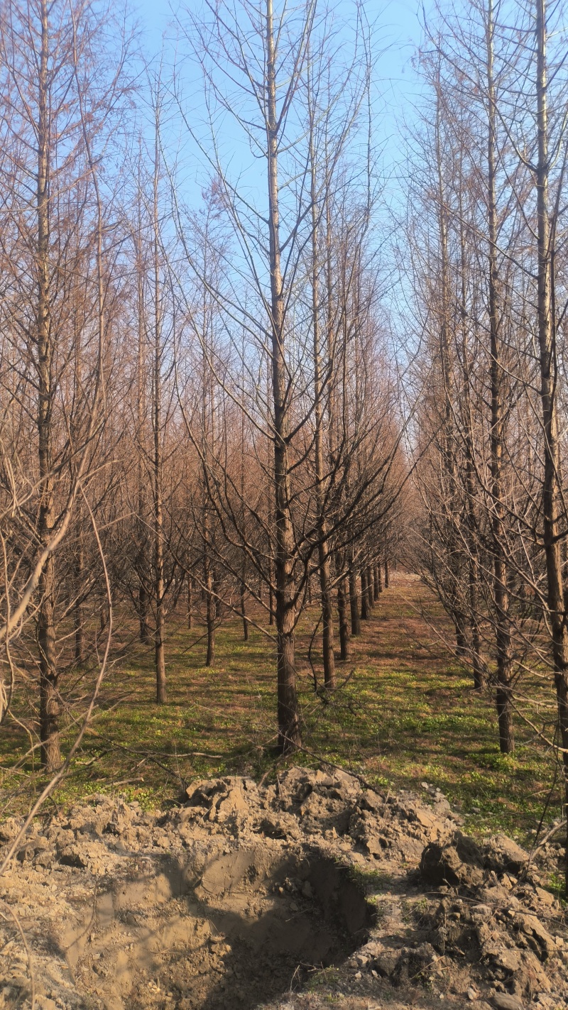 水杉3一20公分水杉树,池杉,中山杉,落羽杉各种规格杉树