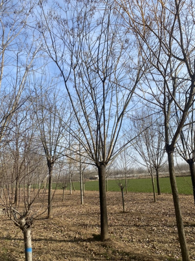 18公分国槐—退林清地处理，货源充足.基地直销！