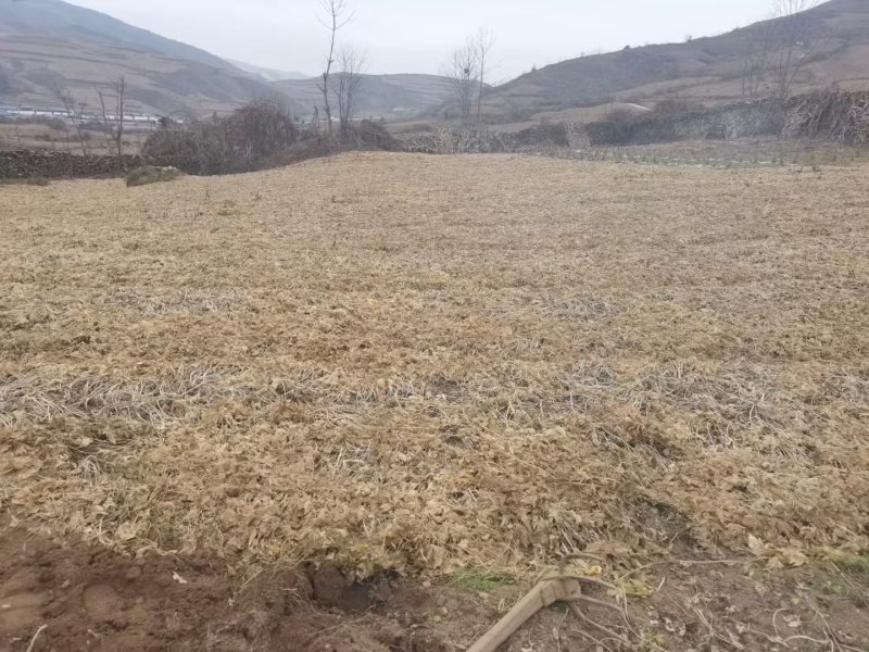 当归苗子需要的随时联系我