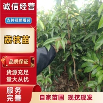 荔枝苗，荔枝王苗，越洲红荔枝苗，A4无核荔枝苗