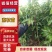荔枝苗,荔枝王苗,越洲红荔枝苗,A4无核荔枝苗