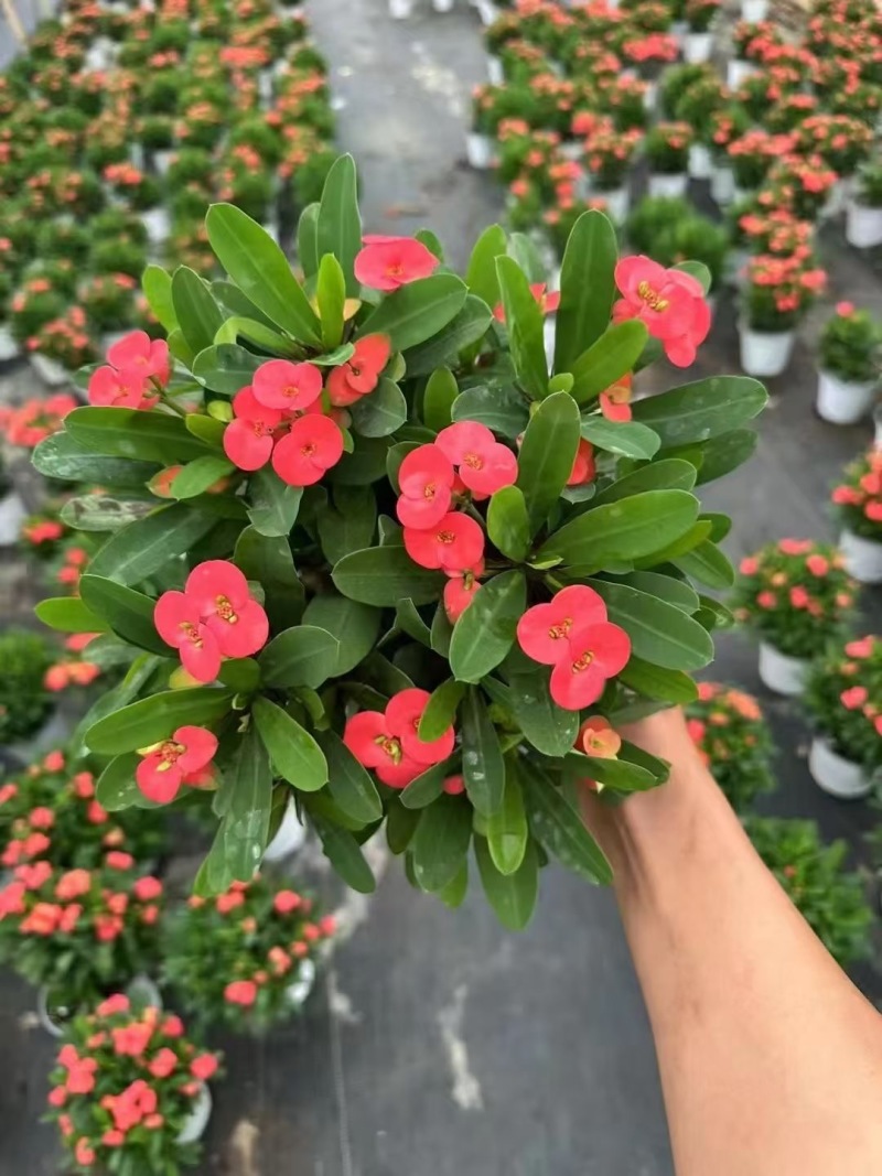 精品虎刺玫优质虎刺梅