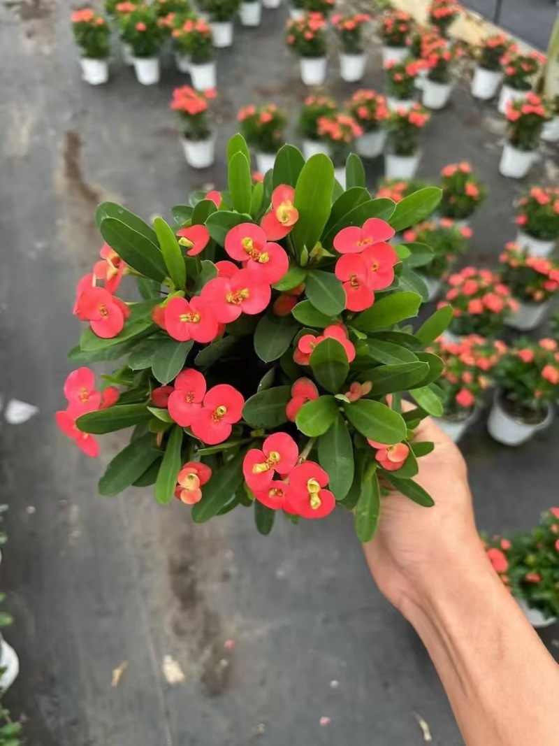 精品虎刺玫优质虎刺梅