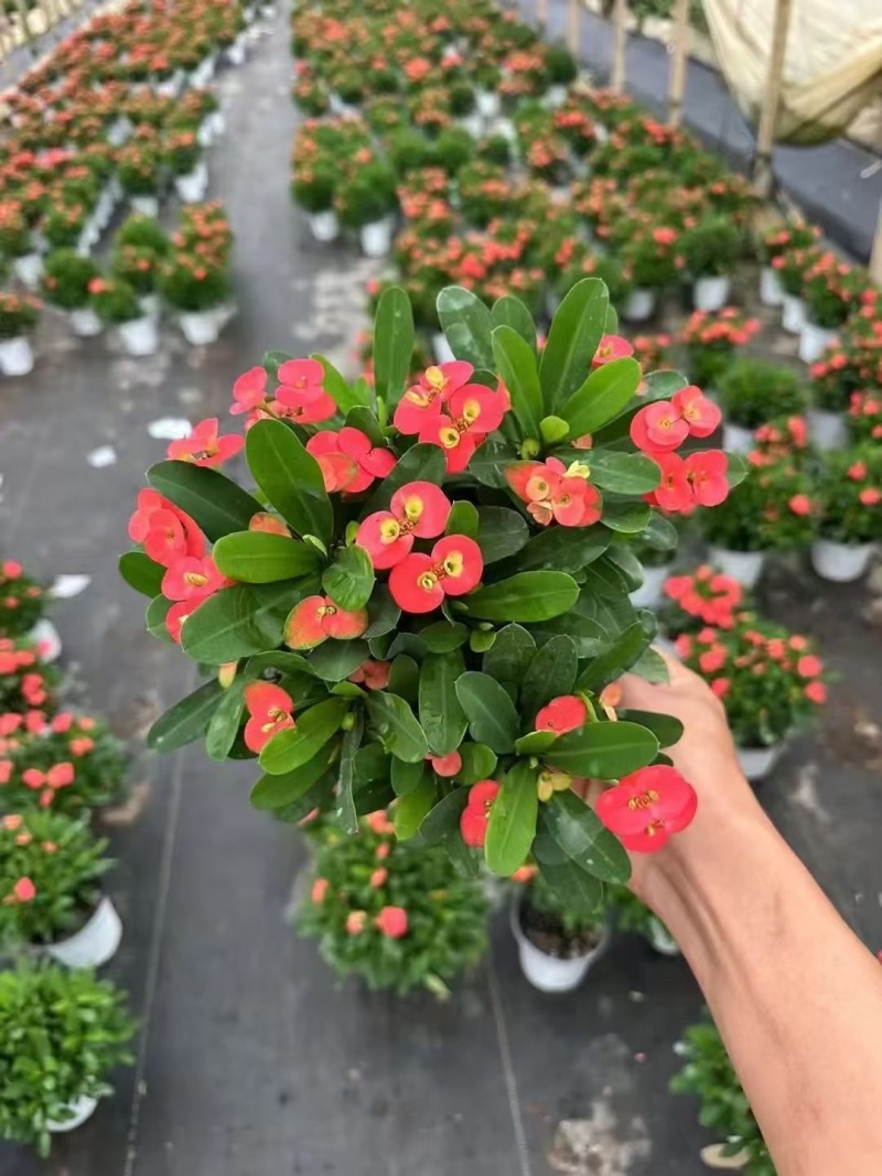 精品虎刺玫优质虎刺梅