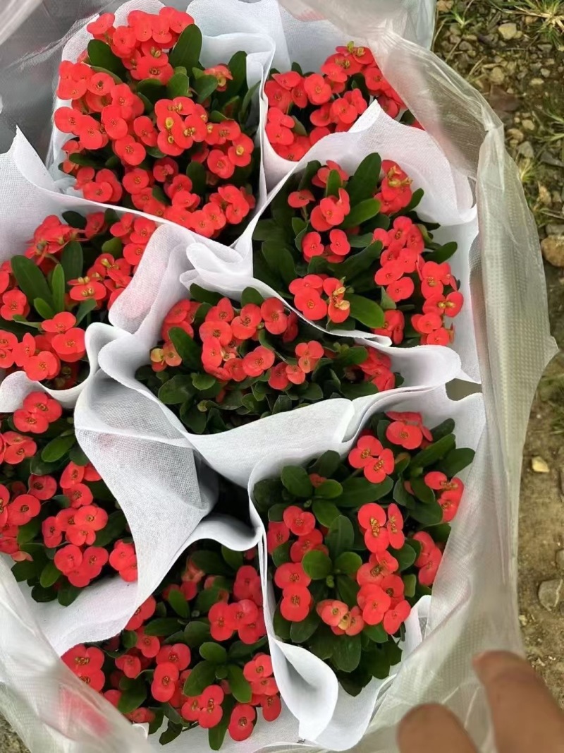 精品虎刺玫优质虎刺梅