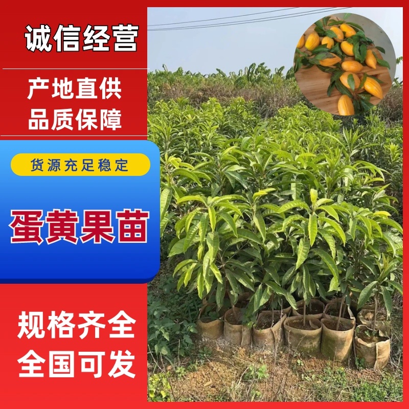 耀堂仙桃苗蛋黄果苗鸡蛋果苗，规格全支持技术指导