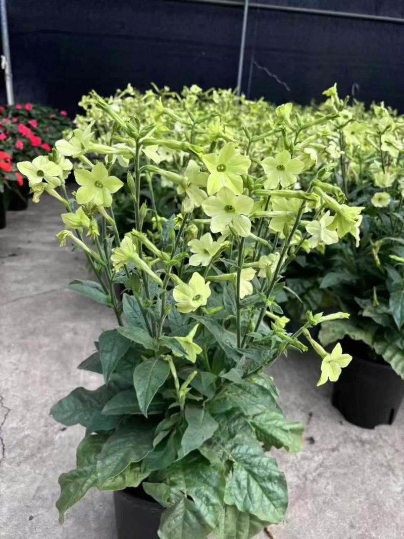 精品花烟草优质花烟草