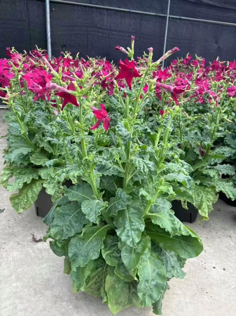 精品花烟草优质花烟草
