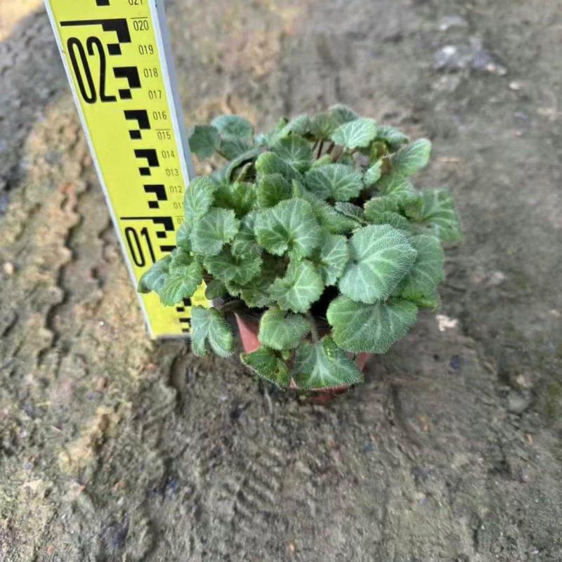 精品虎耳草优质虎耳草自产自销种植基地