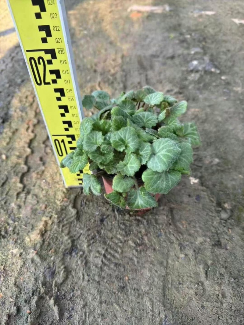 精品虎耳草优质虎耳草自产自销种植基地