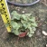 精品虎耳草优质虎耳草自产自销种植基地