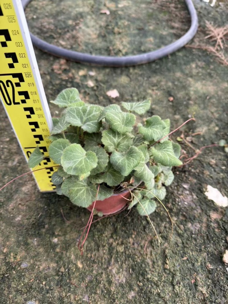 精品虎耳草优质虎耳草自产自销种植基地