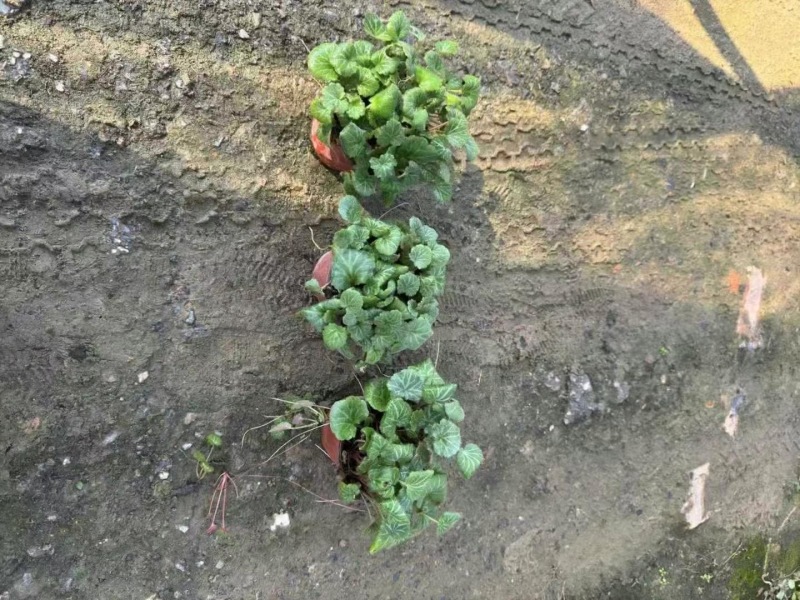 精品虎耳草优质虎耳草自产自销种植基地