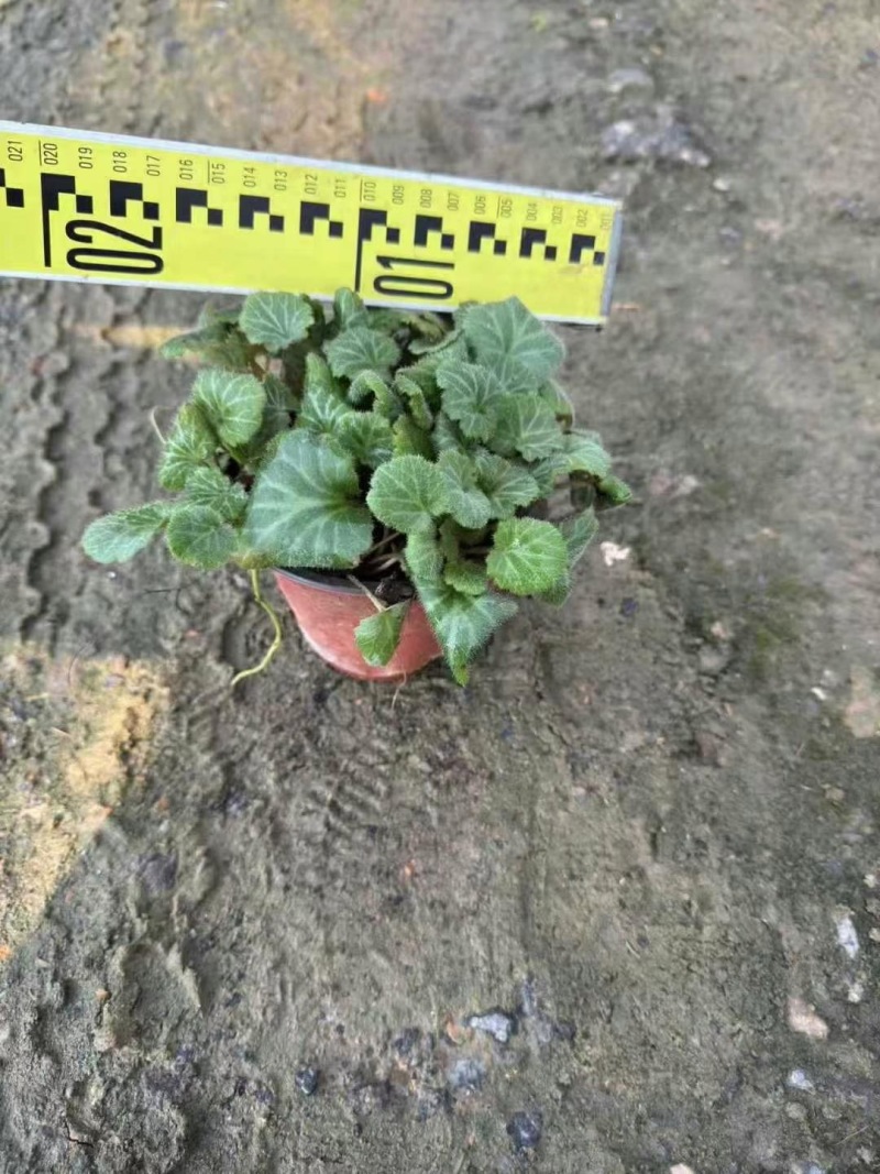 精品虎耳草优质虎耳草自产自销种植基地