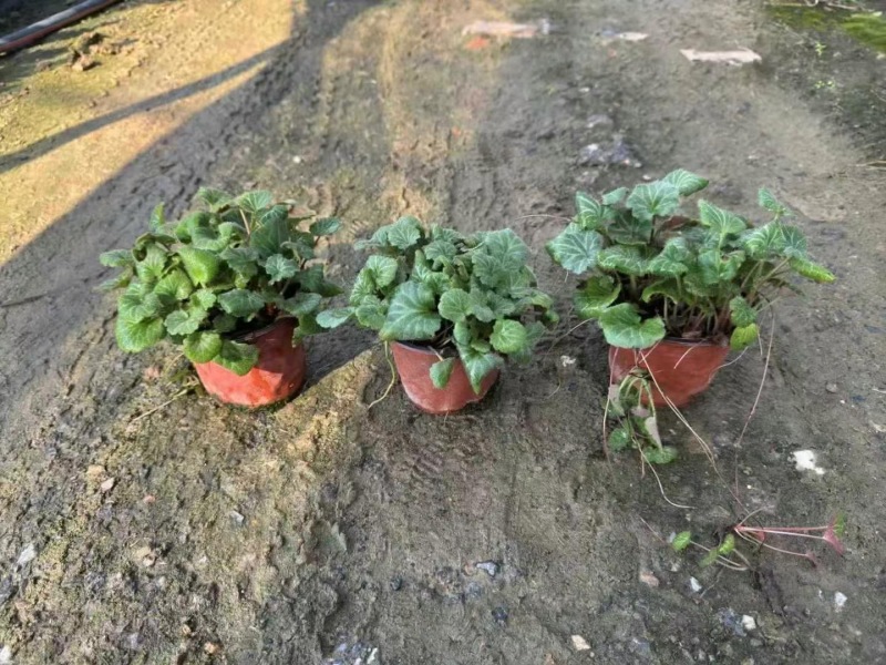 精品虎耳草优质虎耳草自产自销种植基地