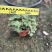 精品虎耳草优质虎耳草自产自销种植基地