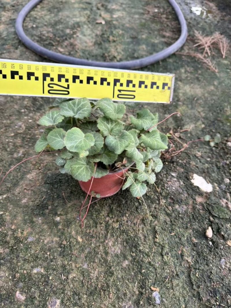 精品虎耳草优质虎耳草自产自销种植基地