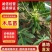 木瓜苗,大青红肉木瓜苗,牛奶木瓜苗,黄金木瓜苗,品种优良